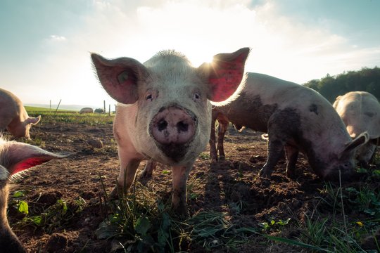 Ein Schwein schaut in die Kamera. Hinter dem Tier steht die Sonne.